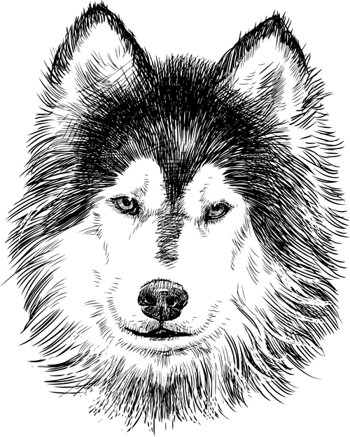 Hand drawn huskies dog vector 02