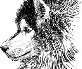 Hand drawn huskies dog vector 04