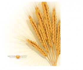 Golden wheat background vector set 01