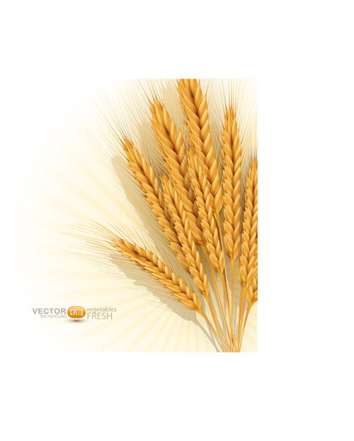 Golden wheat background vector set 01