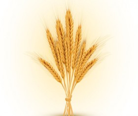 Golden wheat background vector set 02
