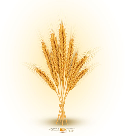 Golden wheat background vector set 02