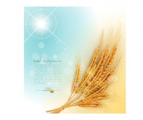 Golden wheat background vector set 03
