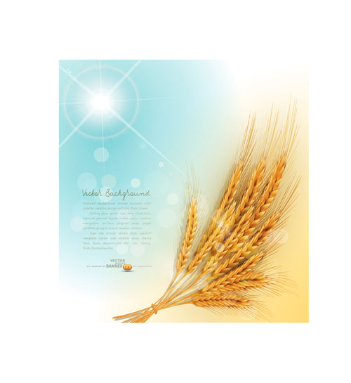 Golden wheat background vector set 03