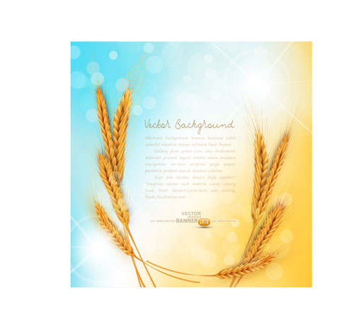 Golden wheat background vector set 04
