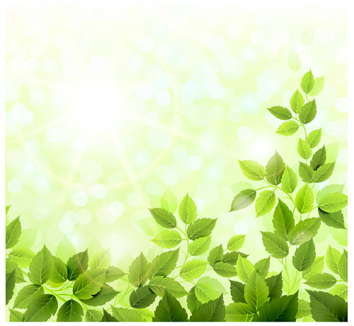 Green leaves with sunlight design vector
