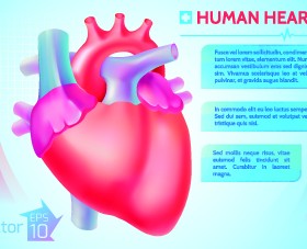 Human heart medical vector graphics 01