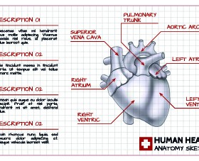 Human heart medical vector graphics 02