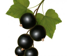 Special Fruit design elements vector 01