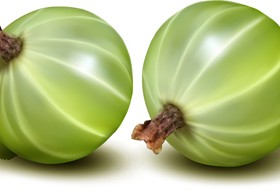 Special Fruit design elements vector 02