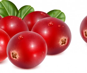 Vivid Fruits design vector graphics 03