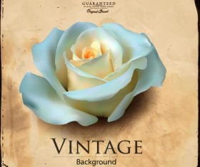 White rose and vintage background vector