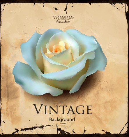 White rose and vintage background vector