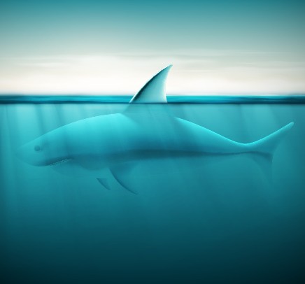 Realistic shark design vector