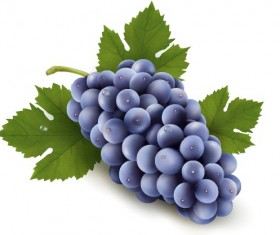realistic purple grape free vector