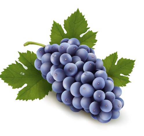 realistic purple grape free vector
