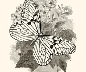 Hand drawn vintage butterflies vectors set 02