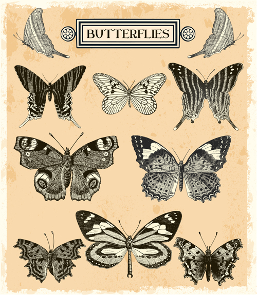 Hand drawn vintage butterflies vectors set 03