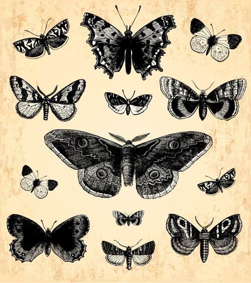 Hand drawn vintage butterflies vectors set 05