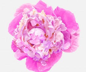 Beautiful peonies flower design vector 01