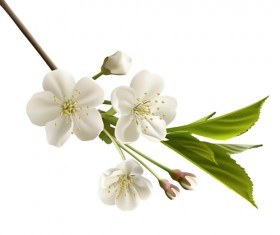 Beautiful cherry flowers design graphics