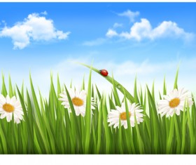 Blue sky and grass summer background
