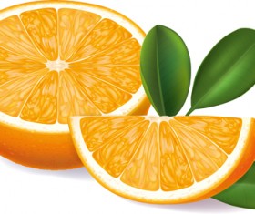 Orange segments creative vector