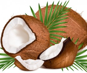 Realistic coconut design vector material 01