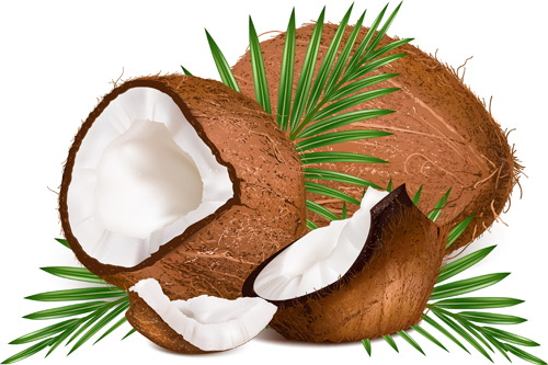 Realistic coconut design vector material 01