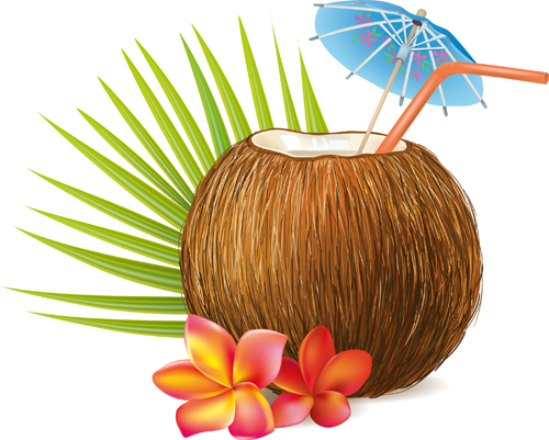 Realistic coconut design vector material 02