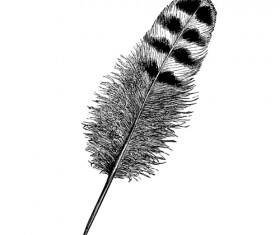 Realistic feather illustration design vector 01