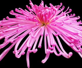 Realistic pink chrysanthemum psd graphics