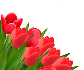 Red  tulip flowers creative design vector