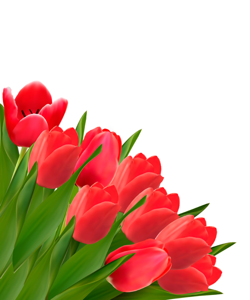 Red  tulip flowers creative design vector