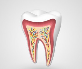 Tooth creative design vector material 04