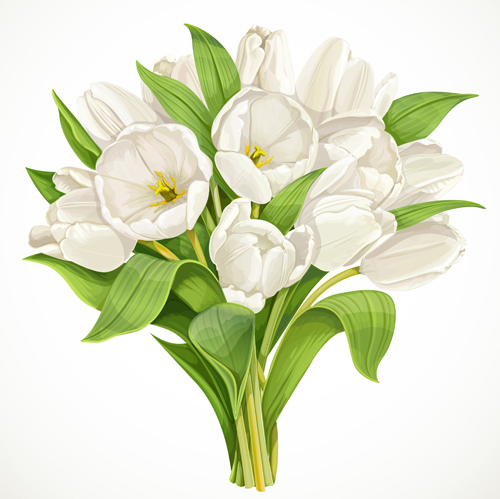 Beautiful white tulips vector material