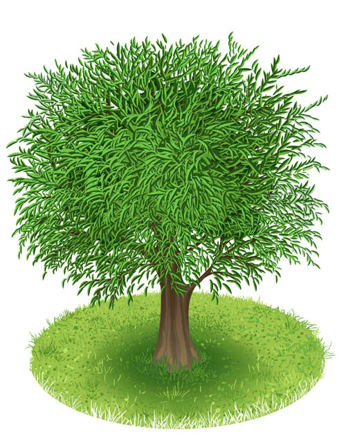 Spring green tree design vector graphic 01