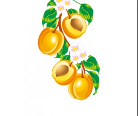 Apricot flower and apricot vector material