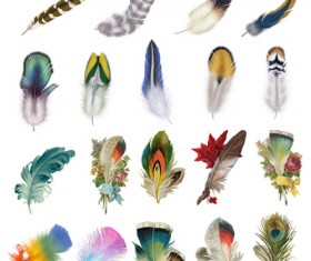 Beautiful feather psd graphics