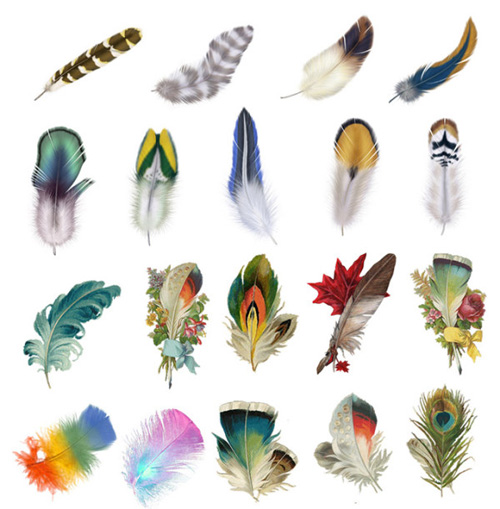 Beautiful feather psd graphics