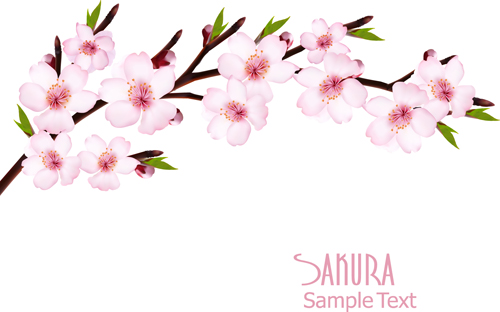 Beautiful sakura vector background graphics 01