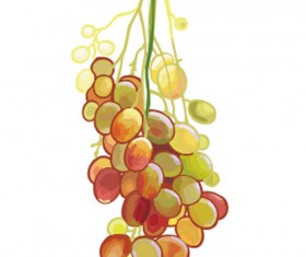 Excellent hand drawn grapes vector graphics 01