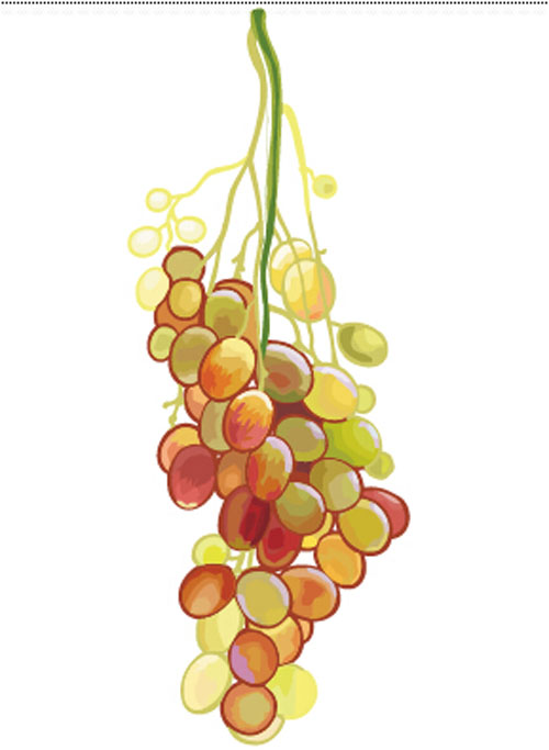 Excellent hand drawn grapes vector graphics 01