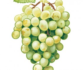 Excellent hand drawn grapes vector graphics 02