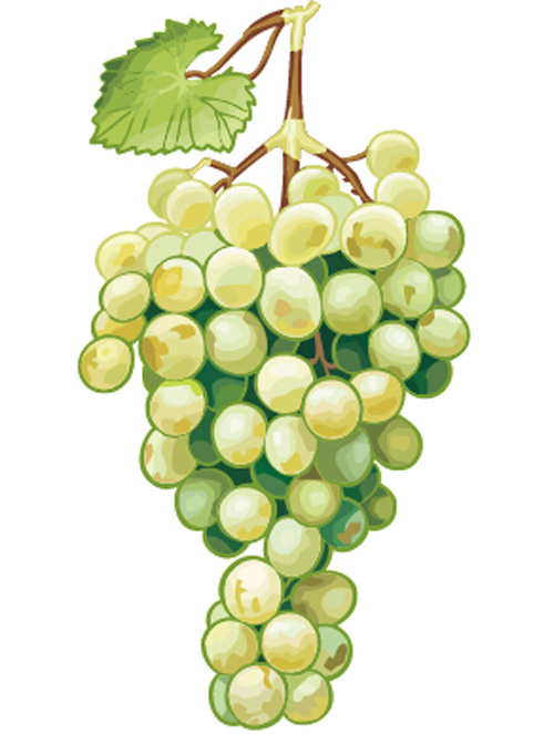 Excellent hand drawn grapes vector graphics 02