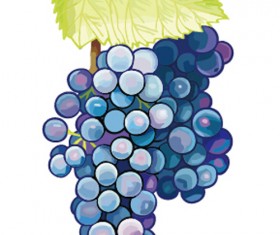 Excellent hand drawn grapes vector graphics 03