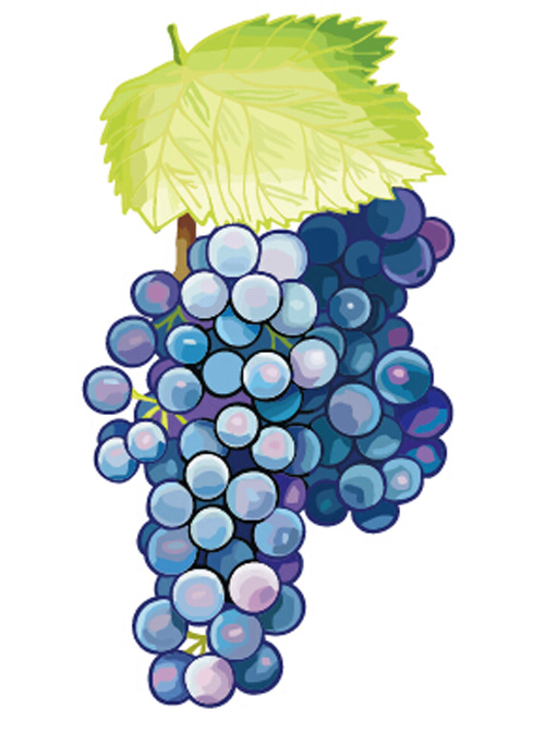 Excellent hand drawn grapes vector graphics 03