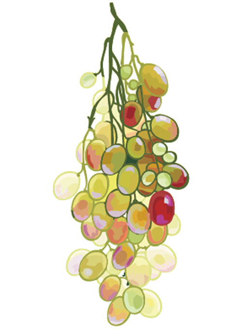 Excellent hand drawn grapes vector graphics 04
