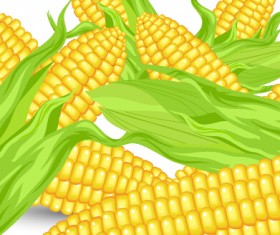 Realistic corn design vector