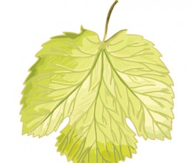 Simple grapes leaf design vector 01